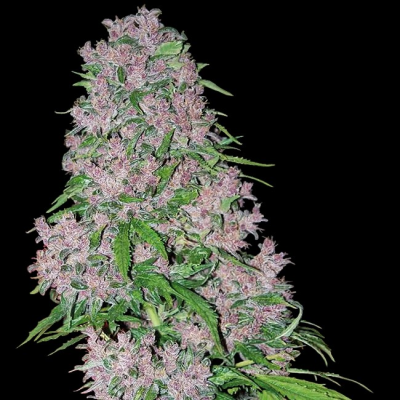 White Label - Purple Bud
