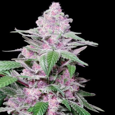 Sensi Seeds Research - Purple Cookie Kush