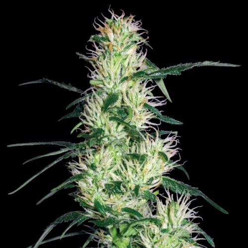 White Label - Purple Haze