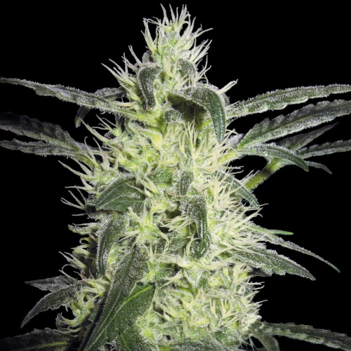 Sensi Seeds - Silver Haze regular