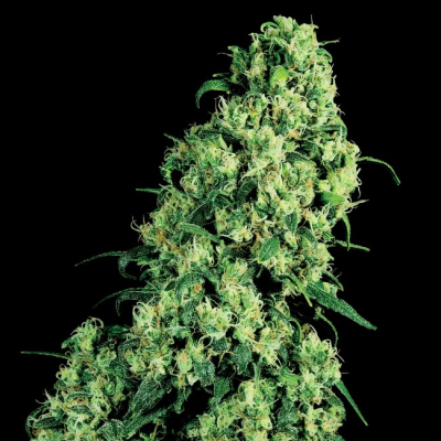 White Label - Skunk #1