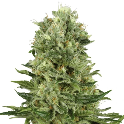 White Label - Skunk #1 Automatic