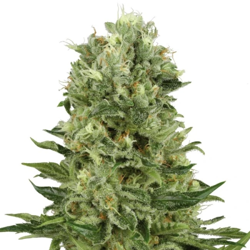 White Label - Skunk #1 Automatic