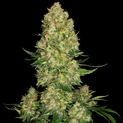 Sensi Seeds - Skunk #1 Automatic