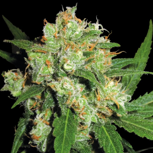 Sensi Seeds - Sensi Skunk regular