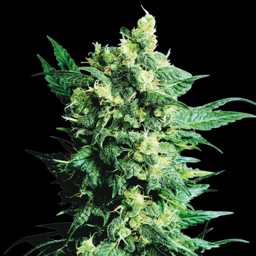 Sensi Seeds - Shiva Shanti II regular