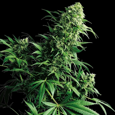 Sensi Seeds - Shiva Shanti regular