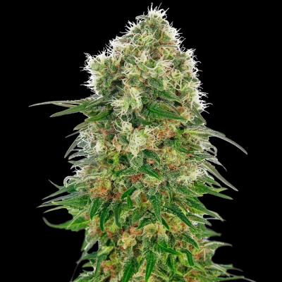 Sensi Seeds - Shiva Skunk Automatic