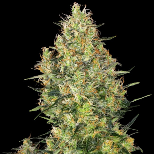 Sensi Seeds - Shiva Skunk