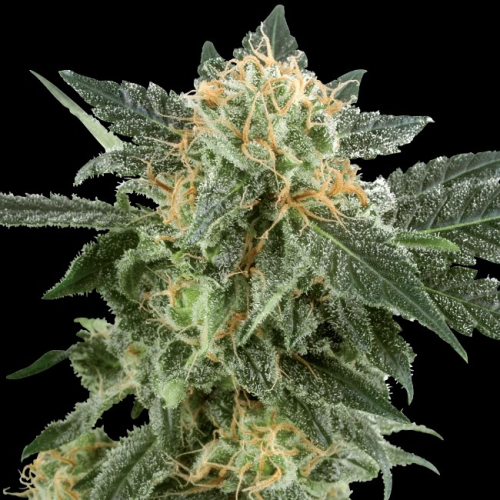 White Label - Snow Ryder Automatic