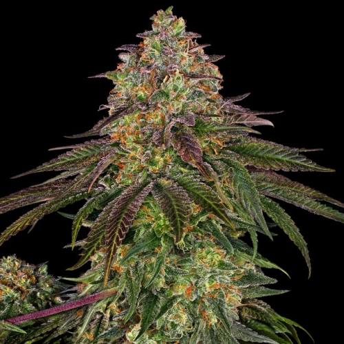 Sensi Seeds - Sweet Cherry Kush