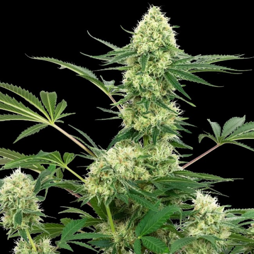 White Label - Wedding Cheesecake