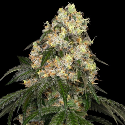 White Label - White Biscotti OG XXL