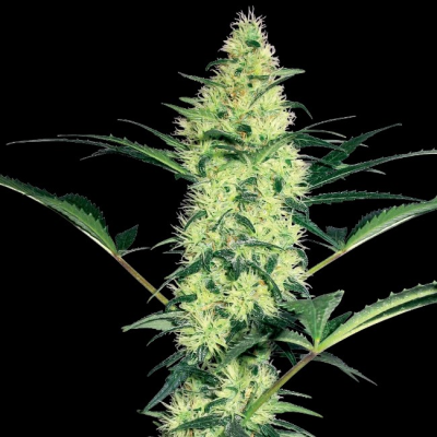 White Label - White Diesel