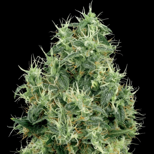 White Label - White Gold