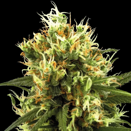 White Label - White Haze Automatic