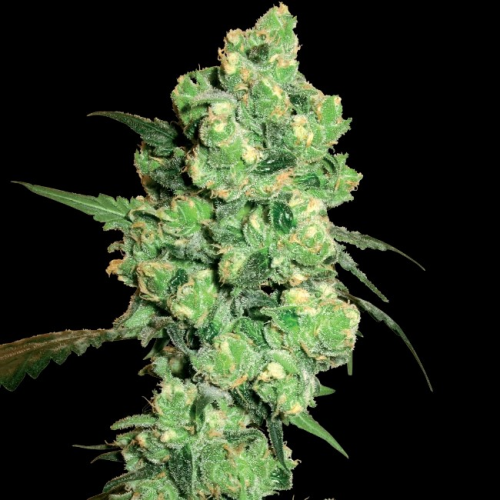 White Label - Super Skunk regular