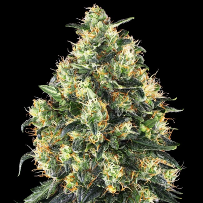 Sensi Seeds - Super Skunk Automatic