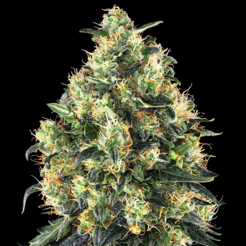 Sensi Seeds - Super Skunk Automatic