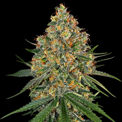 White Label - White Cheese