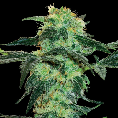 White Label - White Ice