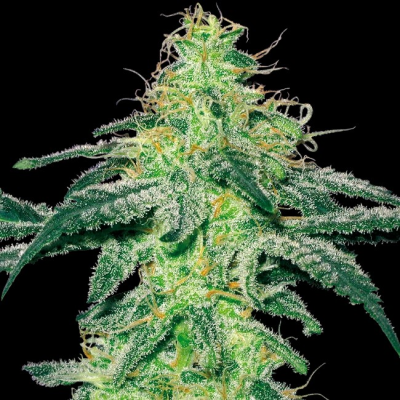 White Label - White Skunk