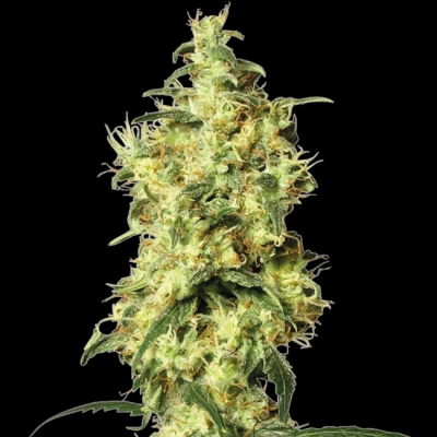 White Label - White Widow Automatic