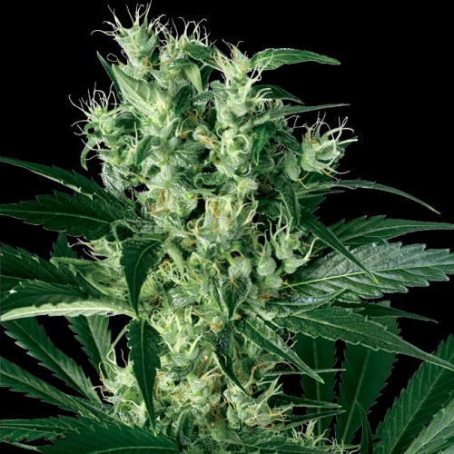 White Label - X Haze