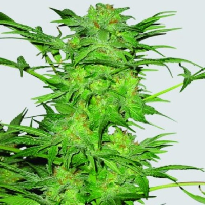 Nirvana - AK-48 regular