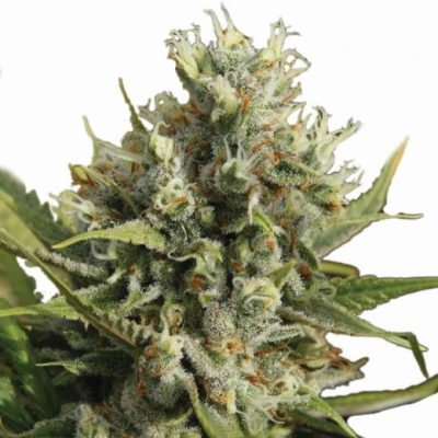 Nirvana - Amnesia Auto