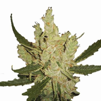 Nirvana - Amnesia regular