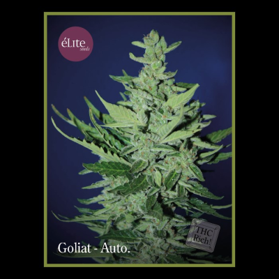 Élite Seeds - Goliat Auto