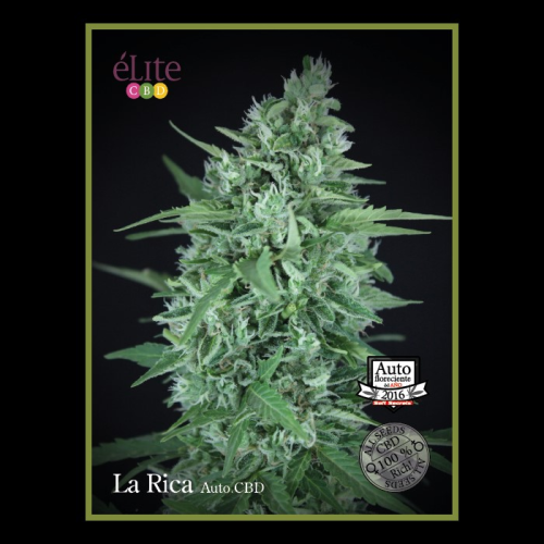 Élite Seeds - La Rica Auto CBD