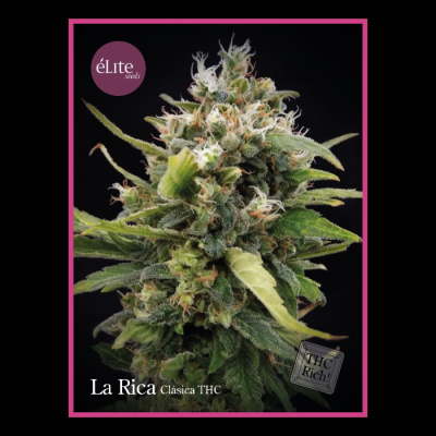 Élite Seeds - La Rica