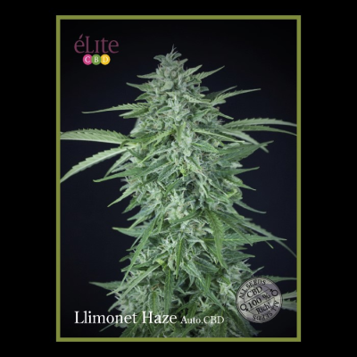 Élite Seeds - Llimonet Haze Auto CBD