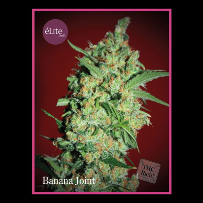 Élite Seeds - Banana Joint