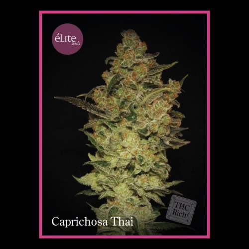 Élite Seeds - Caprichosa Thai