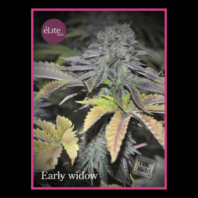 Élite Seeds - Early Widow