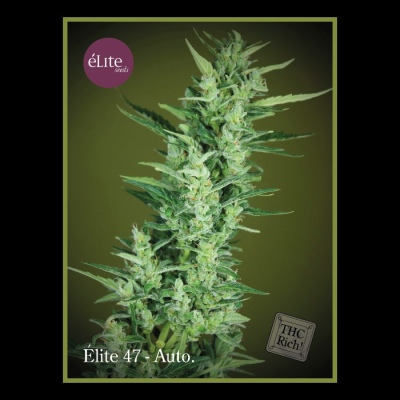 Élite Seeds - Élite 47 Auto