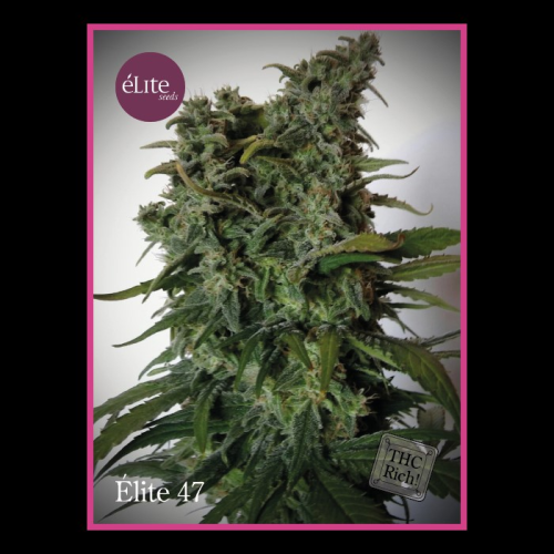 Élite Seeds - Élite 47