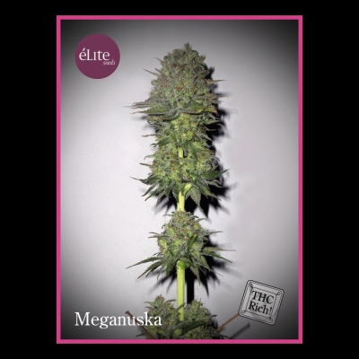 Élite Seeds - Meganuska