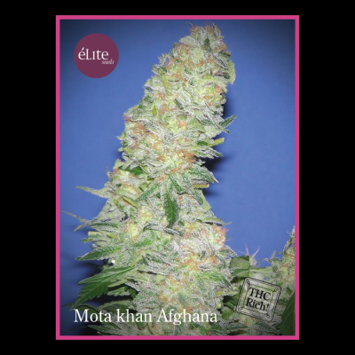 Élite Seeds - Mota Khan Afghana