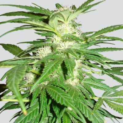 Nirvana - Aurora Indica regular