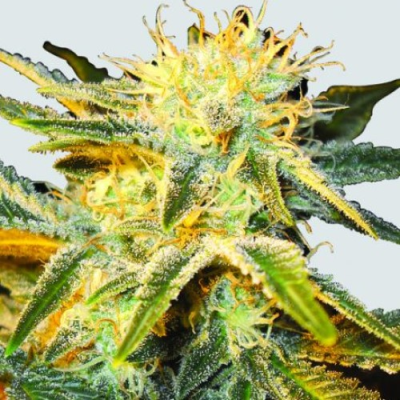 Nirvana - Ice regular