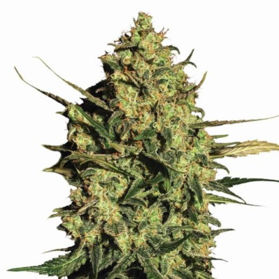 Nirvana - Master Kush Auto