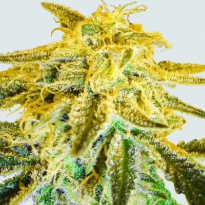 Nirvana - Master Kush regular