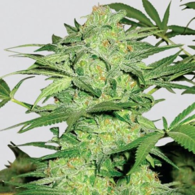 Nirvana - Northern Lights regular