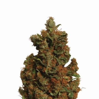 Nirvana - Orange Bud