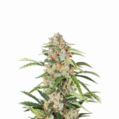 Nirvana - Orange Bud Auto