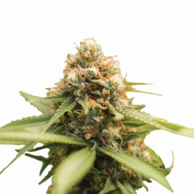 Nirvana - Durban Poison regular